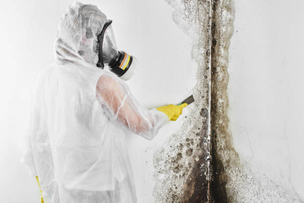 Mold Odor Removal Services in Discovery Bay, CA